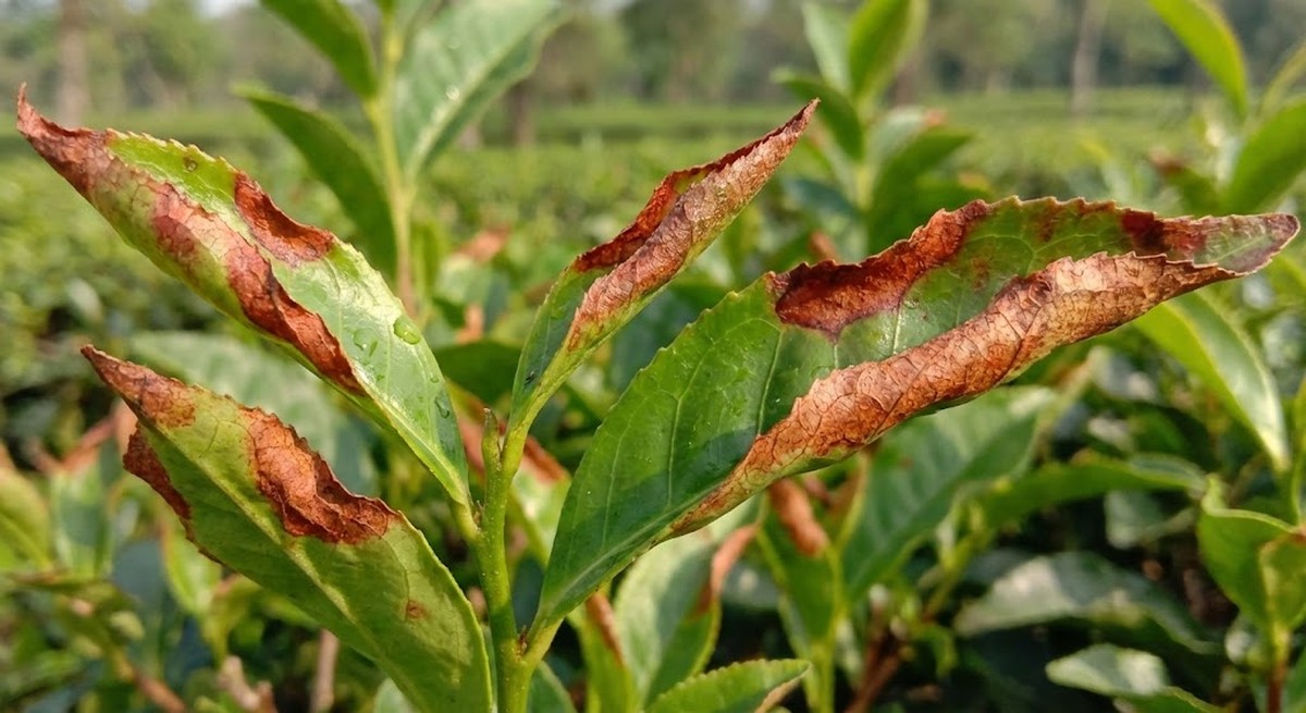 Green tea leaves showing red-brown oxidation damage along edges.