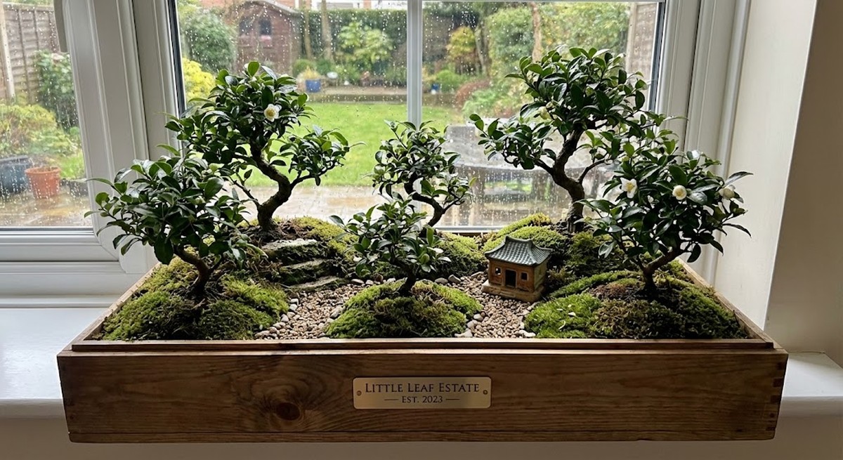 Container tea showing indoor estate bonsai approach