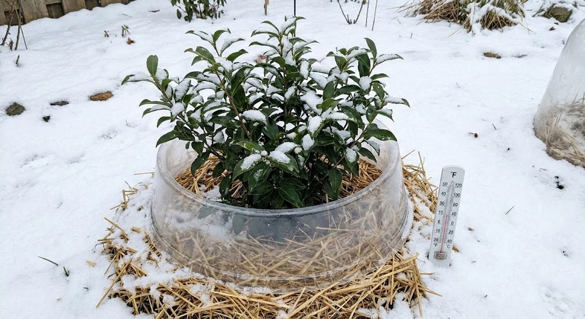 Growing tea in zone 7-8 showing cold tolerance and heat trap creation