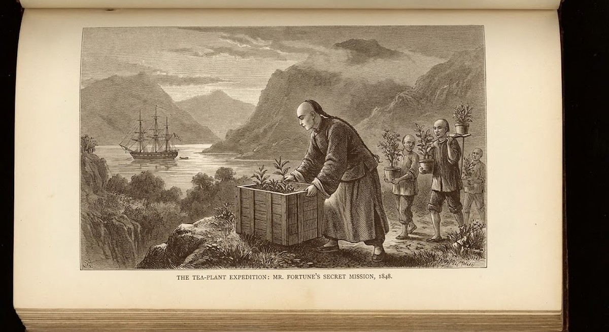Historical illustration of Robert Fortune's tea plant theft expedition.
