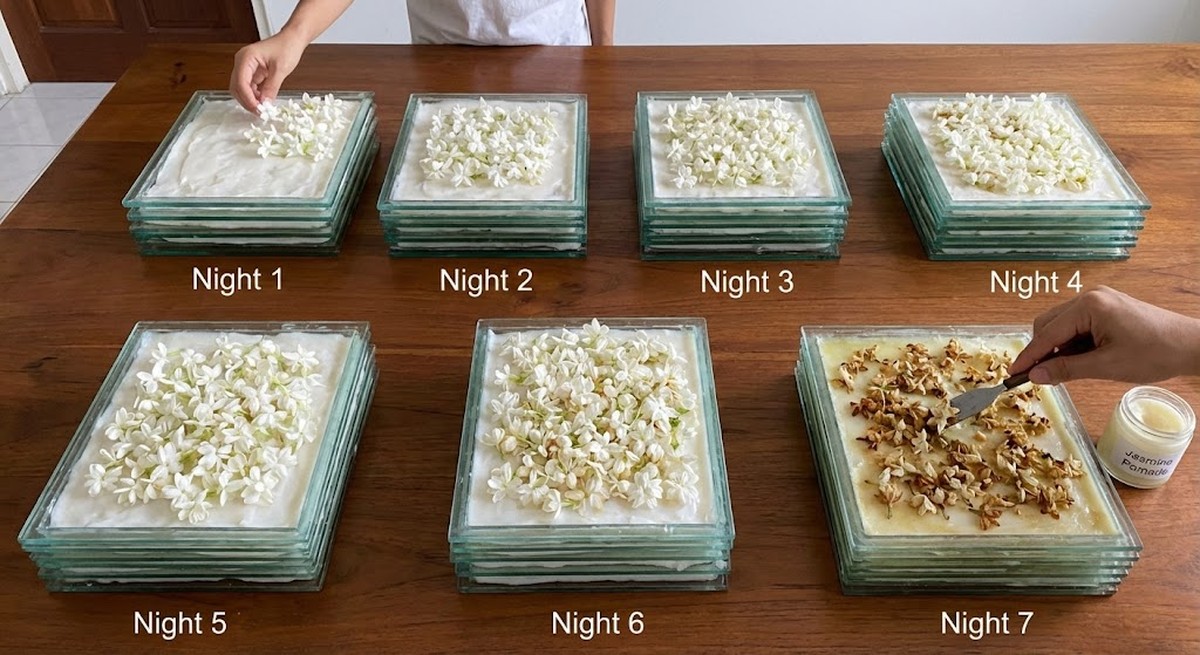 Jasmine scenting by enfleurage technique showing 7-night layering ritual