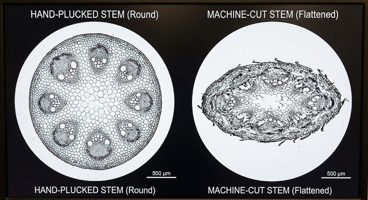 Comparison of round hand-plucked stem vs flattened machine-cut stem cross-sections.