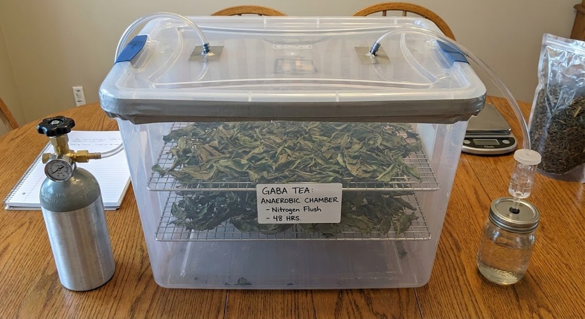 GABA chamber showing DIY anaerobic nitrogen treatment for tea