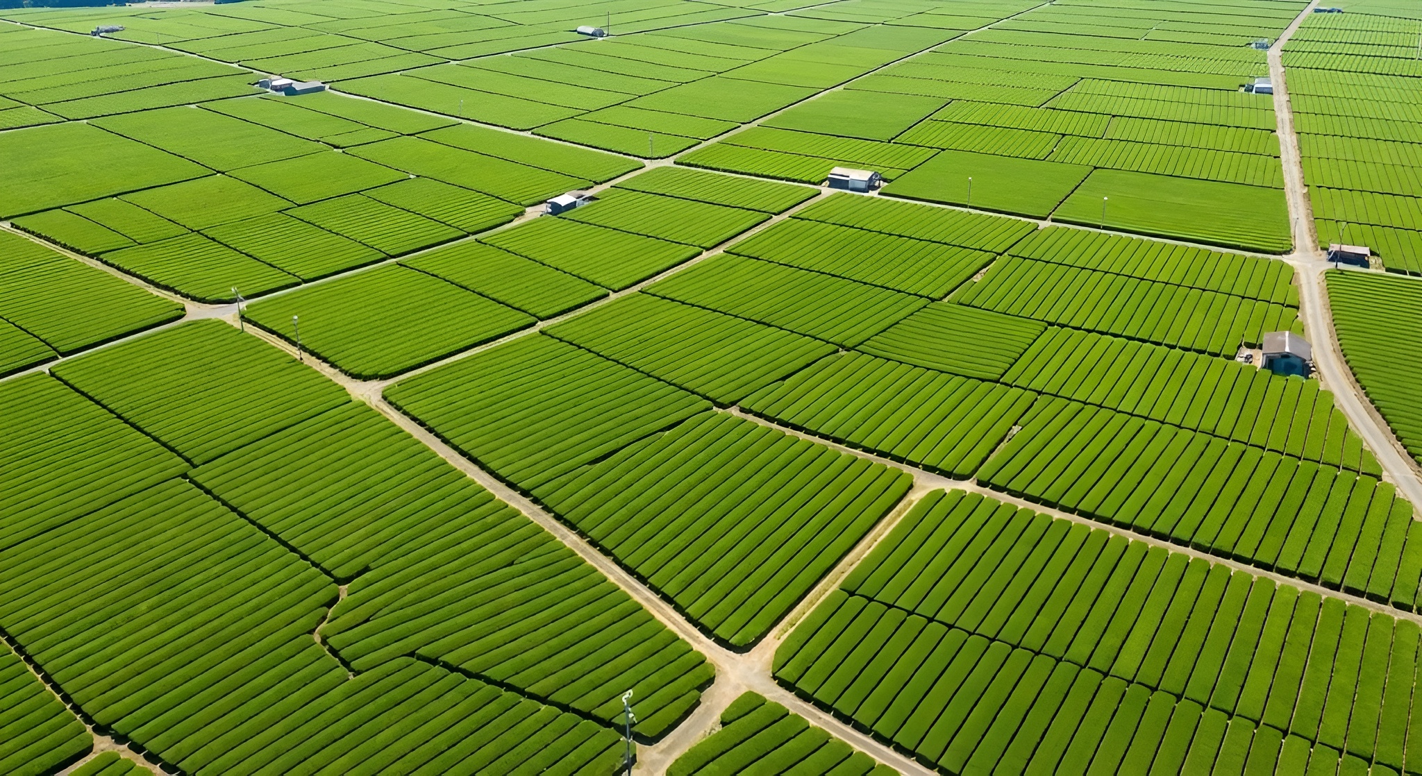 Aerial view of green tea fields on a flat plateau.