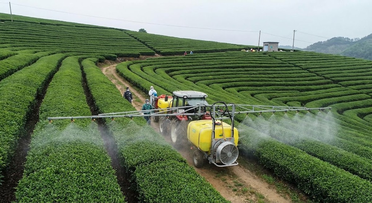 Tea plantation showing pesticide application equipment.