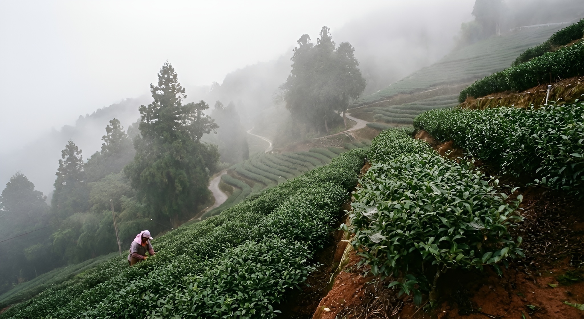 Qing Xin tea bushes in Alishan mountains.