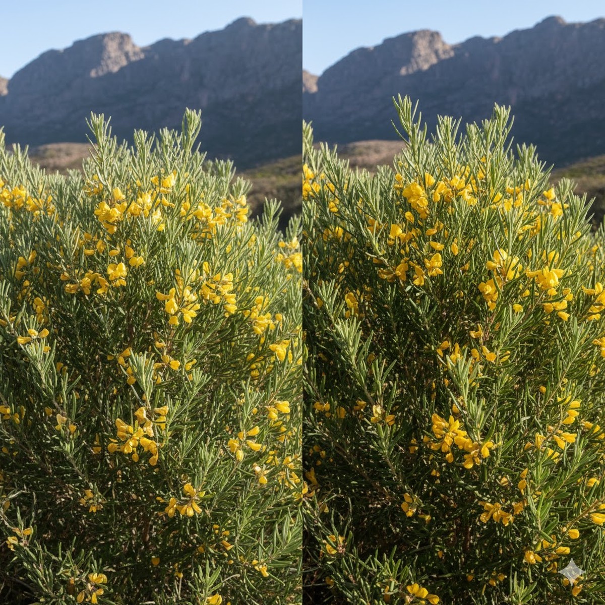 a honeybush next to a rooibos bush to show the differences.