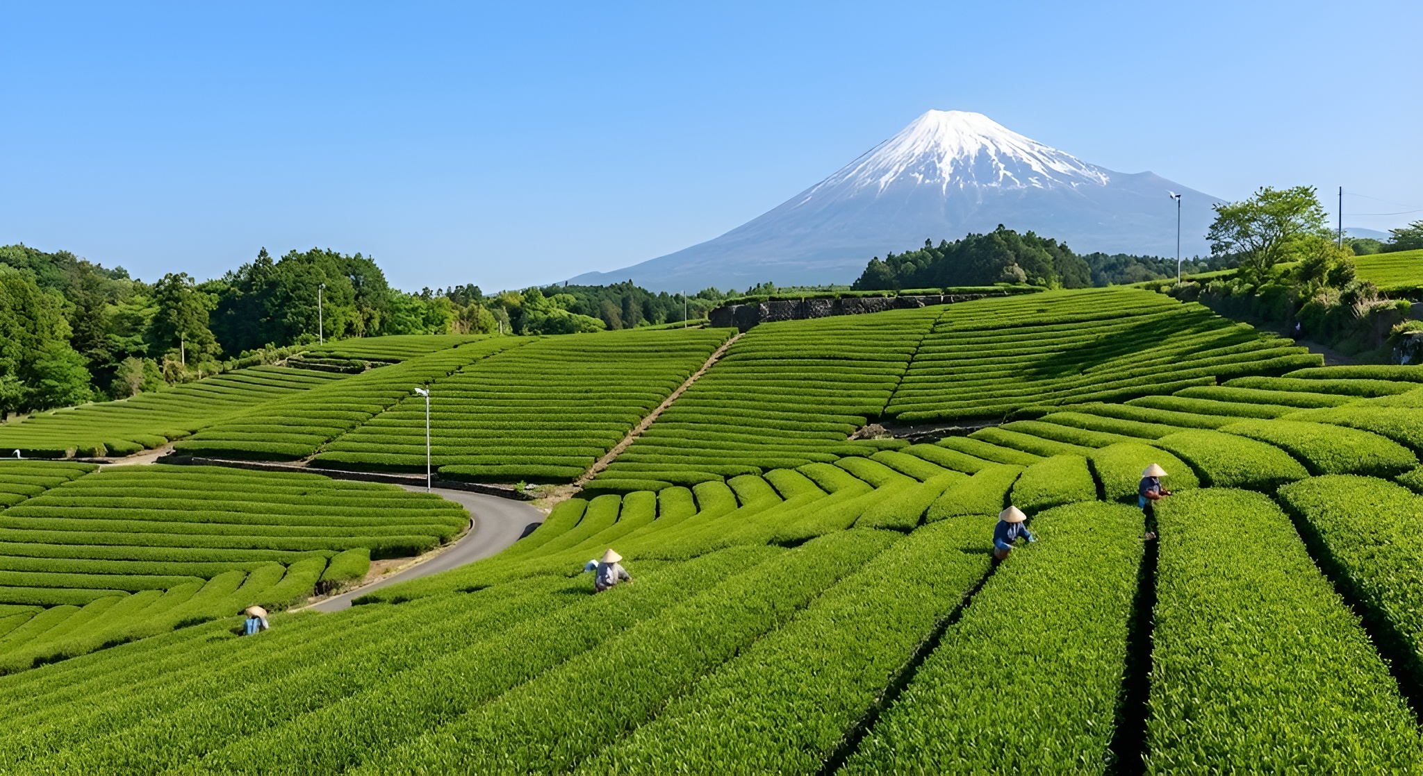 Mount Fuji rising above green tea fields.