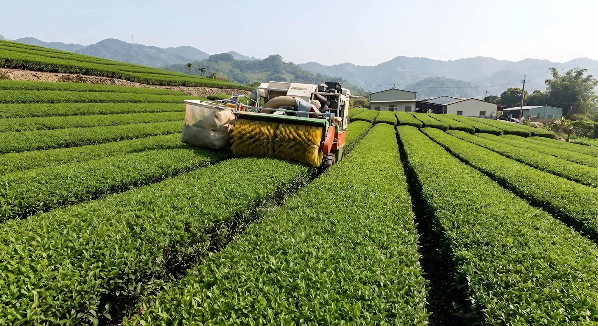 Si Ji Chun tea fields in Mingjian.