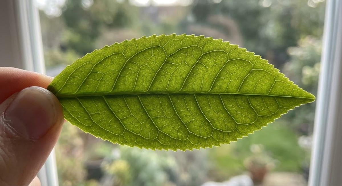 Tea leaf held to light showing characteristic 90-degree vein recurve pattern.