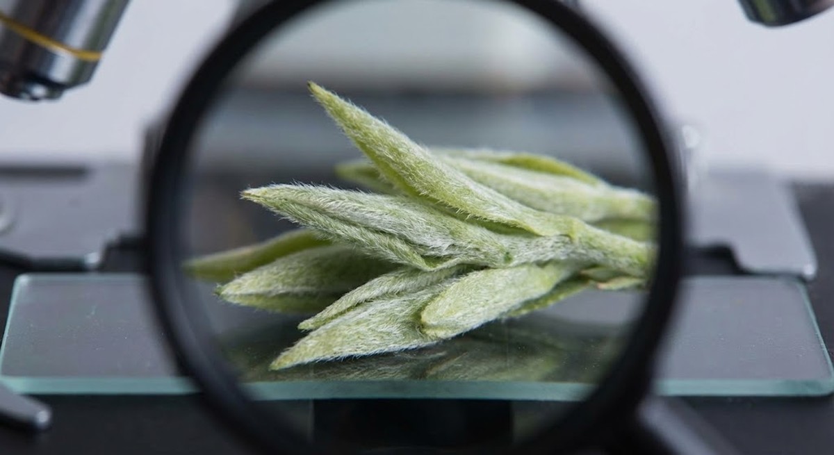 Close-up of tea buds covered in white trichomes under magnification.