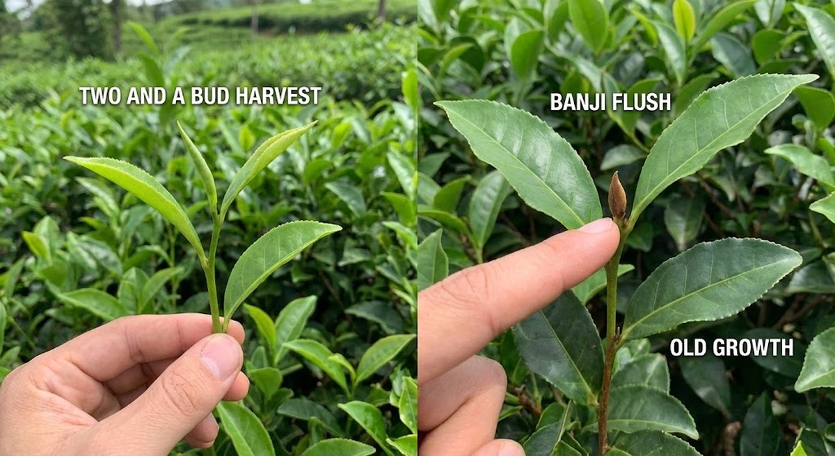 Two and a bud harvest showing Banji flush vs old growth identification
