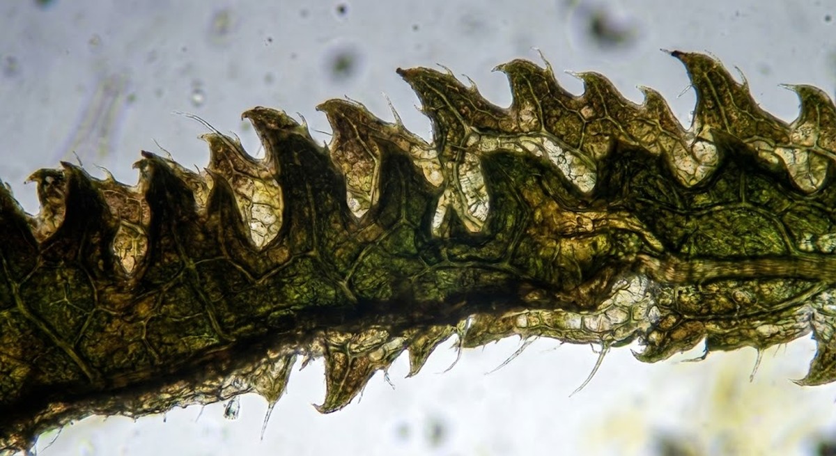 Close-up of wild tea leaf edge showing dense irregular serrations under magnification.
